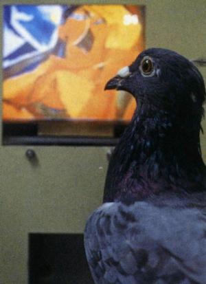 smart pigeon